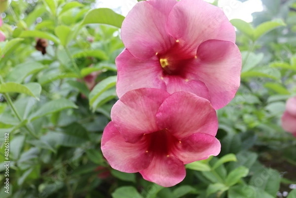 Fototapeta pink flowers
