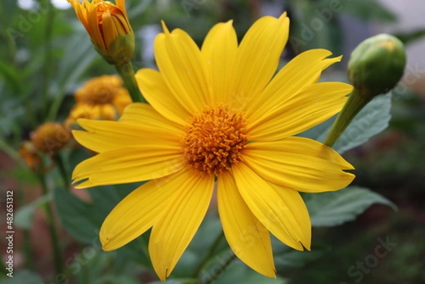 Fototapeta wild sunflower