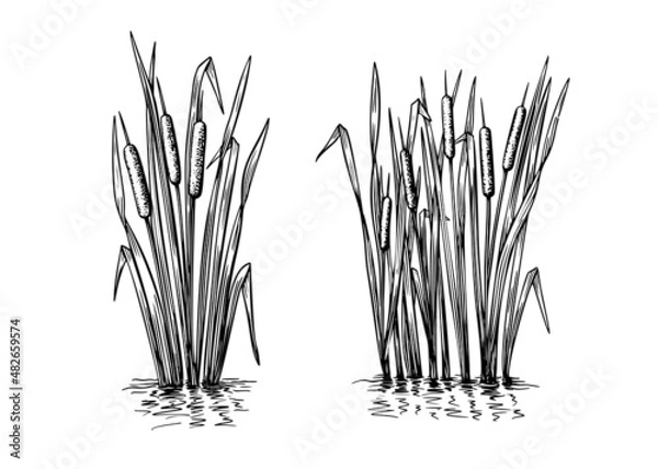 Fototapeta Black reeds sketch set in vintage style. Vector retro illustration element. Spring floral nature background vector