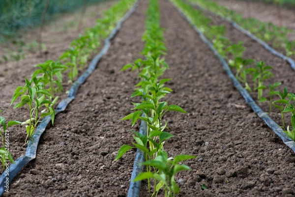 Fototapeta greenhouse with pepper plant and drip irrigation system- selective focus