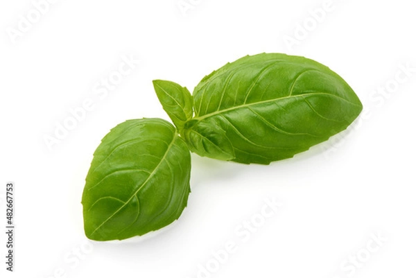 Obraz Fresh green basil leaves, isolated on white background.
