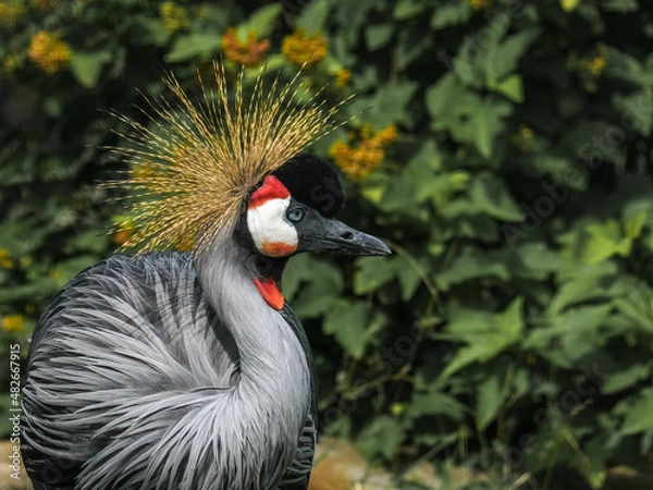Fototapeta Crowned Crane