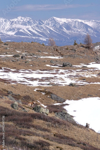 Obraz lake in the mountains