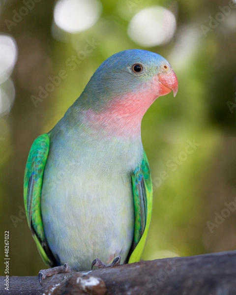 Obraz a portrait of a princess parakeet