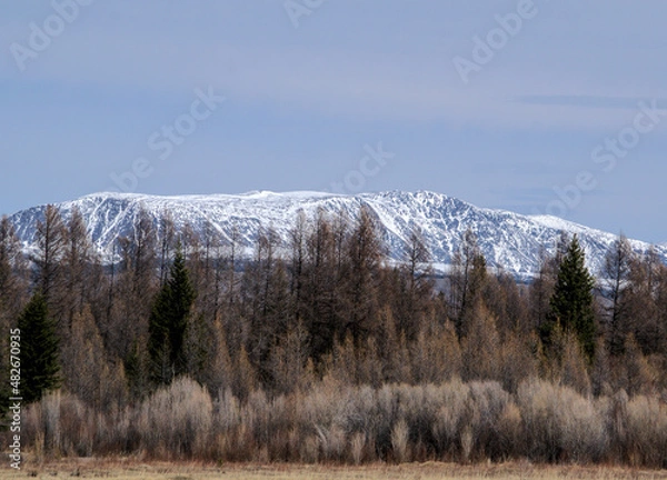 Obraz snow covered trees in the mountains