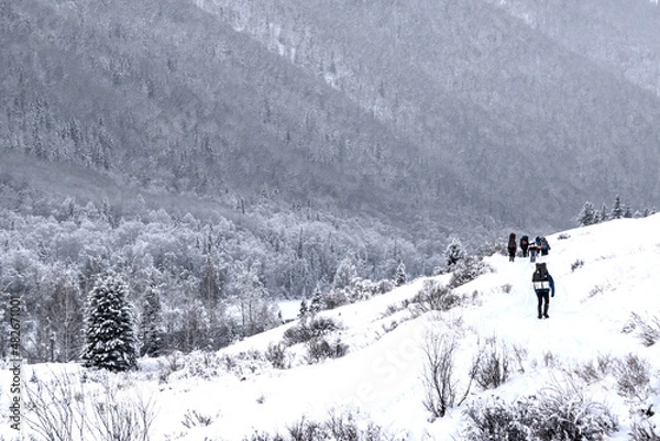 Obraz forest winter mointain