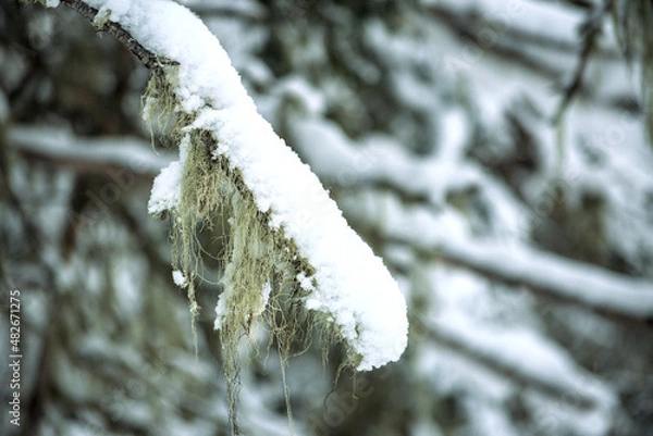 Obraz snow covered branches