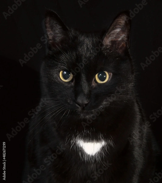 Obraz black cat portrait