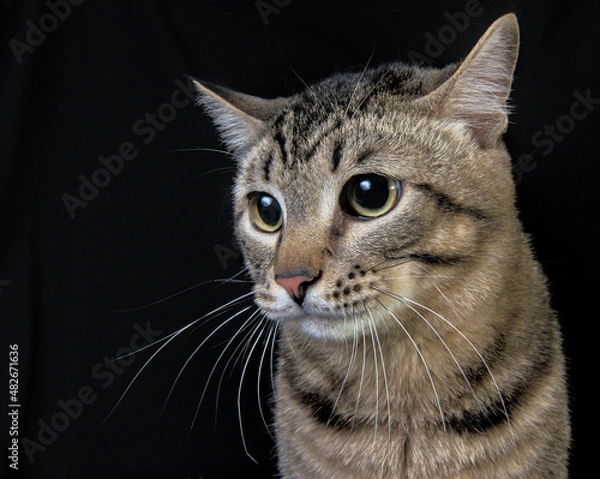 Obraz portrait of a cat