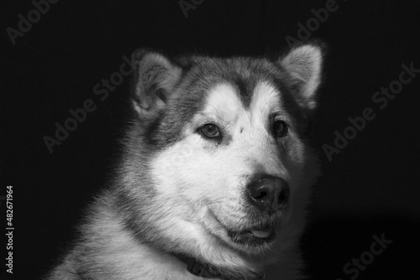 Obraz alaska malamute
