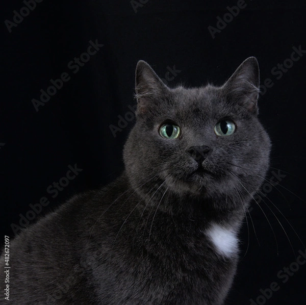 Obraz black cat portrait