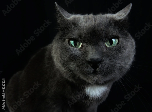 Obraz Portrait cat