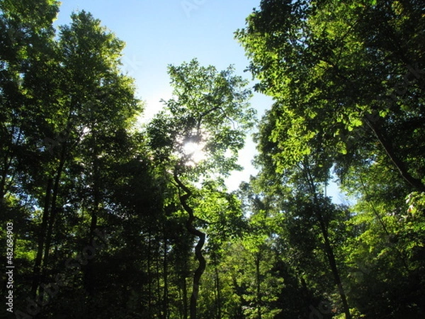 Obraz sun rays through crooked tree