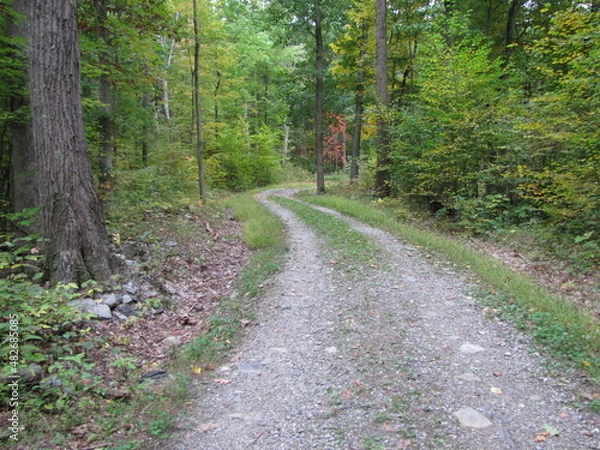 Obraz path in the woods with isolated red tree