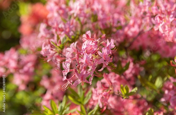 Obraz Floral background with azalea or rhododendron plant