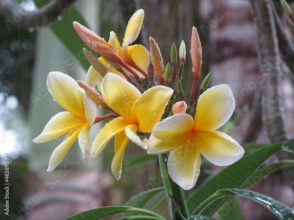 Obraz yellow frangipani flowers