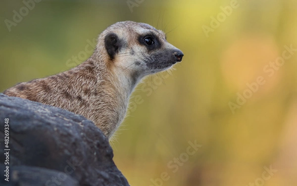 Obraz The meerkat