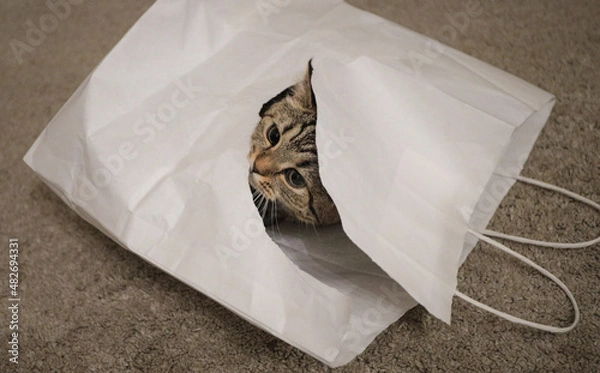 Fototapeta a small playful kitten hides in a white paper bag against the background of a beige fleecy carpet