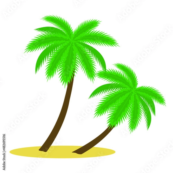 Fototapeta Palm. Isolated vector color image of palm trees on a white background for design.