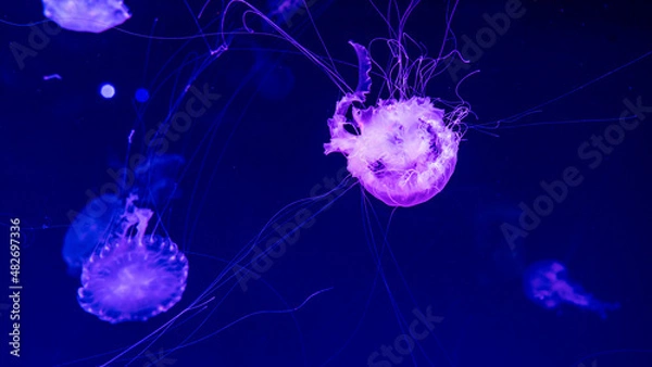 Obraz jellyfish in the ocean 