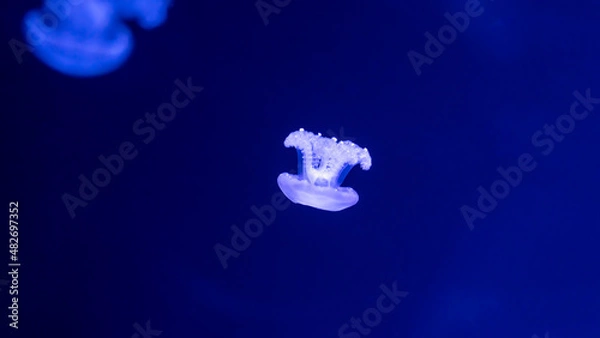 Obraz jellyfish in the ocean 