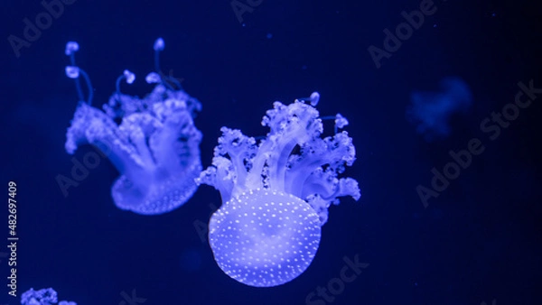 Obraz jellyfish in the ocean 