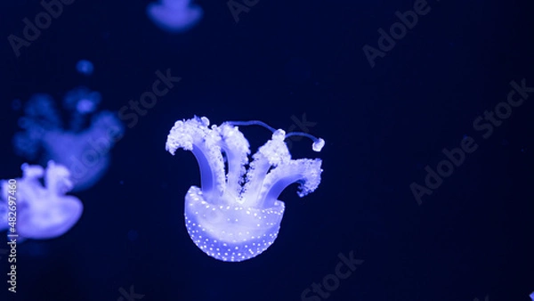 Obraz jellyfish in the ocean 