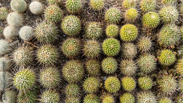 Obraz cactus close up