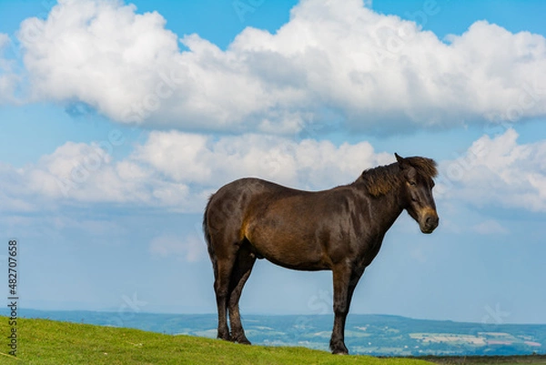 Obraz A semi-feral Dartmoor pony stands alone in Dartmoor National Park, England, UK