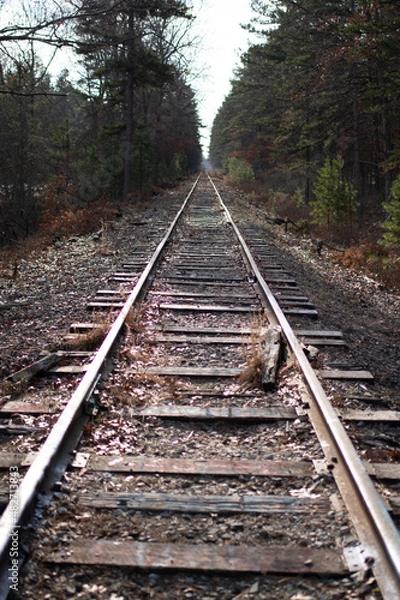 Fototapeta railroad tracks in the woods