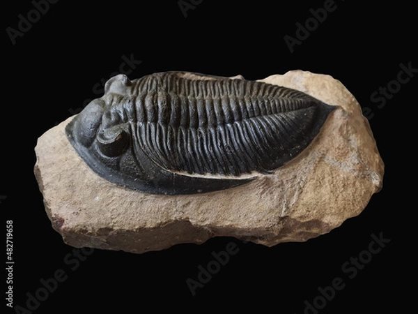 Fototapeta Large Trilobite Odontochile fossil specimen