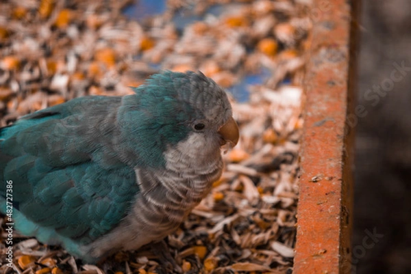 Obraz Monk blue parrot eats a pumpkin.
