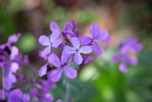 Obraz forget me not flowers
