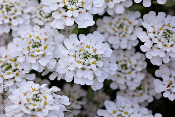 Obraz white cherry blossom