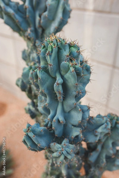Fototapeta cactus