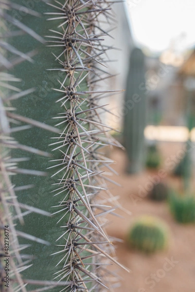 Obraz cactus in the desert