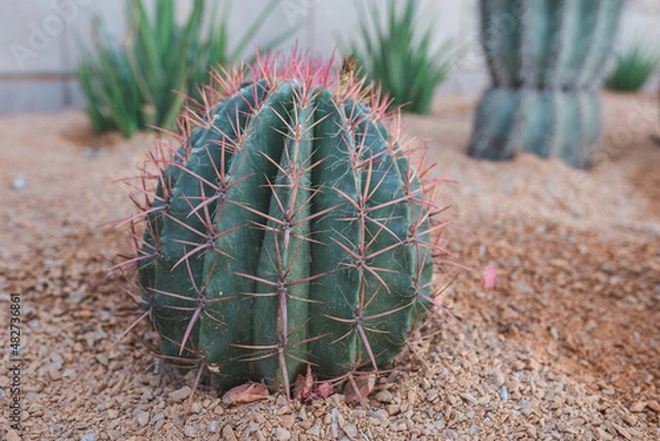 Fototapeta cactus in the desert