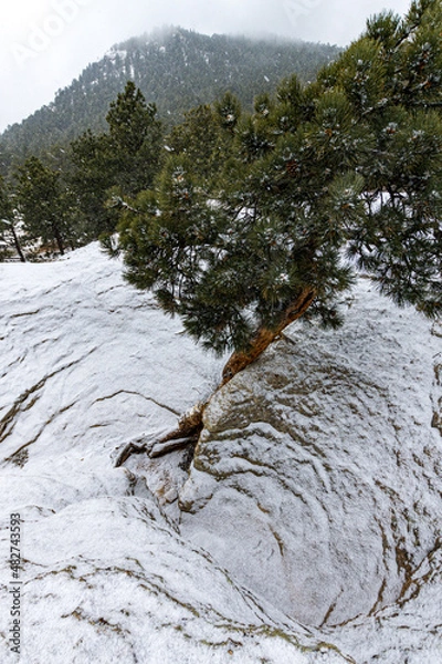 Obraz tree in the mountains