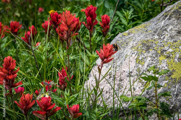 Obraz red poppy flowers