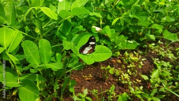 Obraz butterfly on the grass