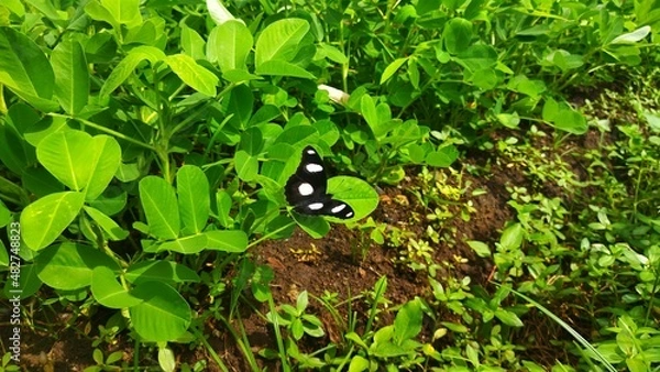 Fototapeta butterfly on leaf
