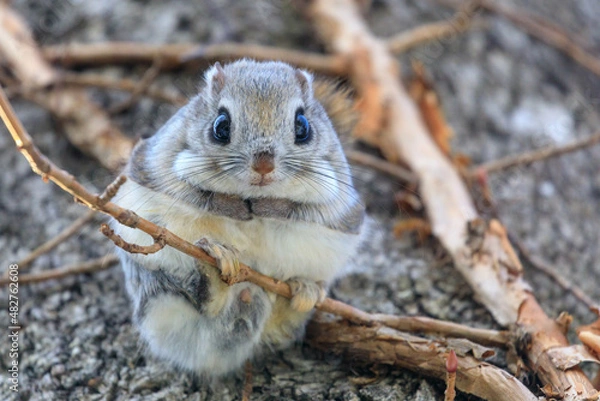 Obraz 【北海道】エゾモモンガ