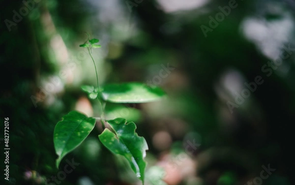 Fototapeta 小さな緑