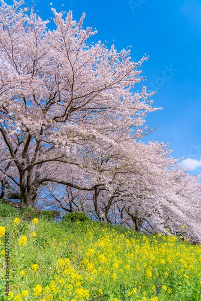 Obraz 日本の春 埼玉幸手 幸手権現堂桜堤の桜並木