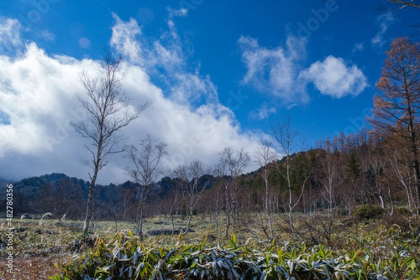 Fototapeta 湿原の白樺