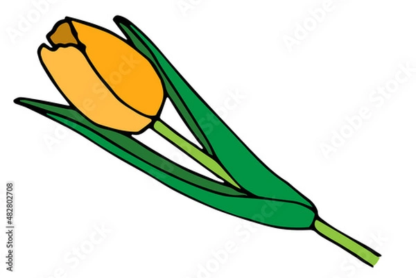 Obraz YellowTulip flower sketch drawing vector