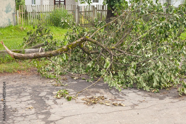 Fototapeta a fallen tree branch on the road. in summer after a strong wind the fall of trees