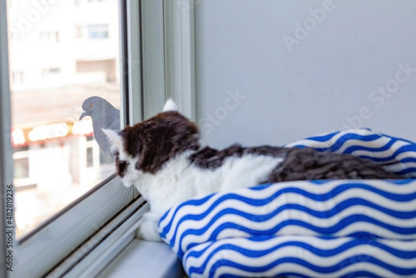 Obraz A black and white fluffy cat is watching a dove through the window.