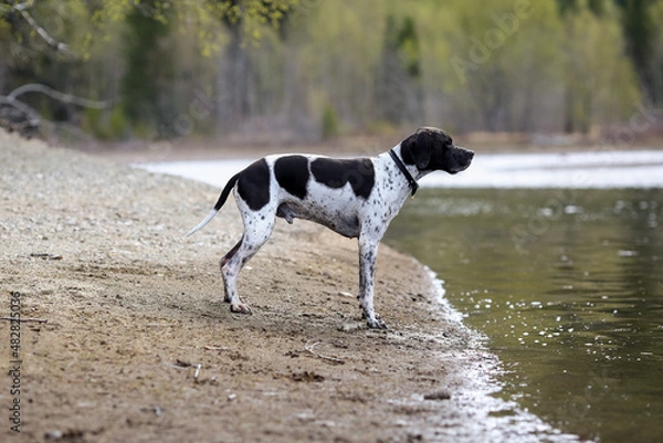 Fototapeta Dog english pointer