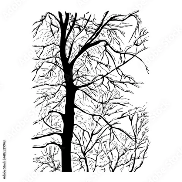 Fototapeta Trees without leaves, forest  in winter or autumn. Black silhouette on isolated white background, hand drawn drawing.